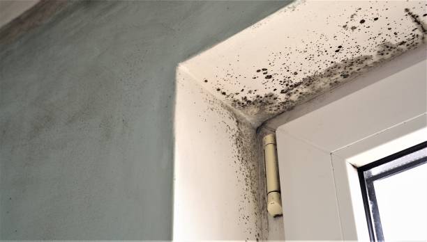 Best Residential Mold Inspection & Testing  in Lemoore, CA
