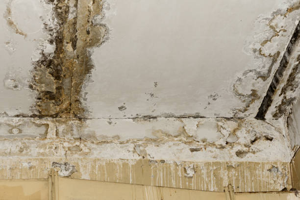 Best Airborne Mold Testing  in Lemoore, CA