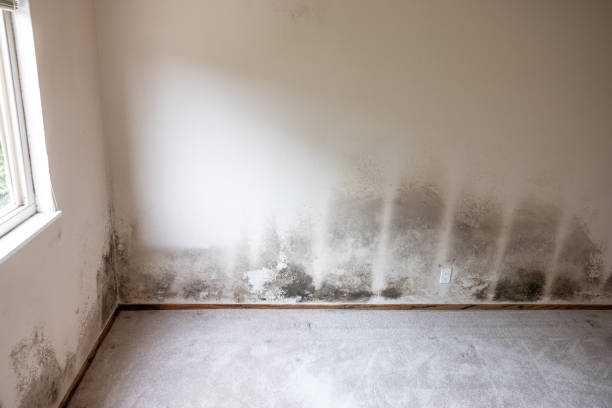 Best Asbestos and Lead Testing During Mold Inspection  in Lemoore, CA