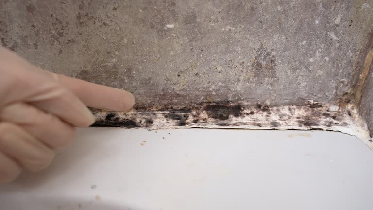 Best Mold-Related Health Consultation  in Lemoore, CA